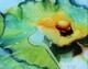 RobinKnox/Wild Water Lily